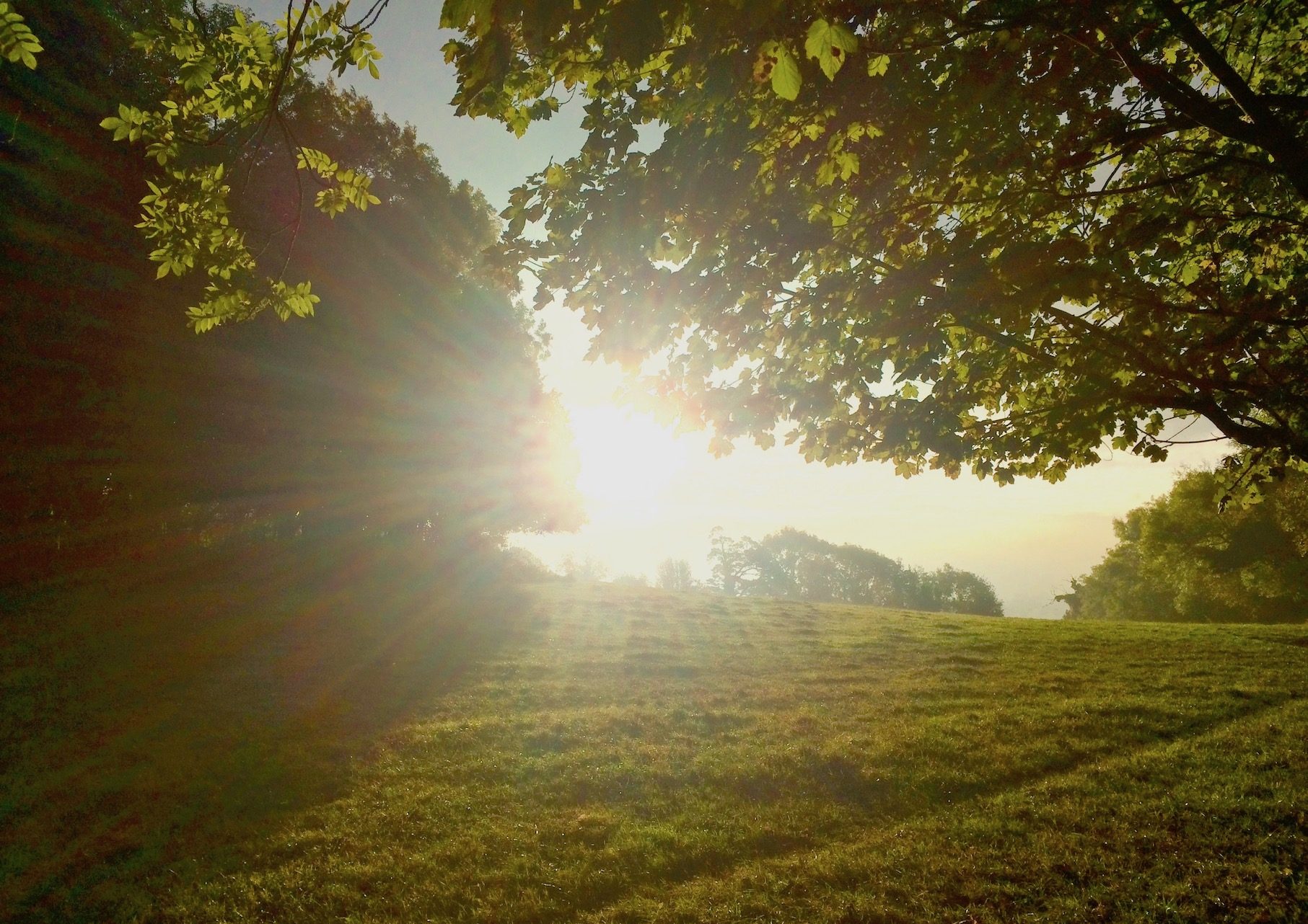 Sun shining between the tree-crowns on one of the fields at Hawkwood, Stround, England