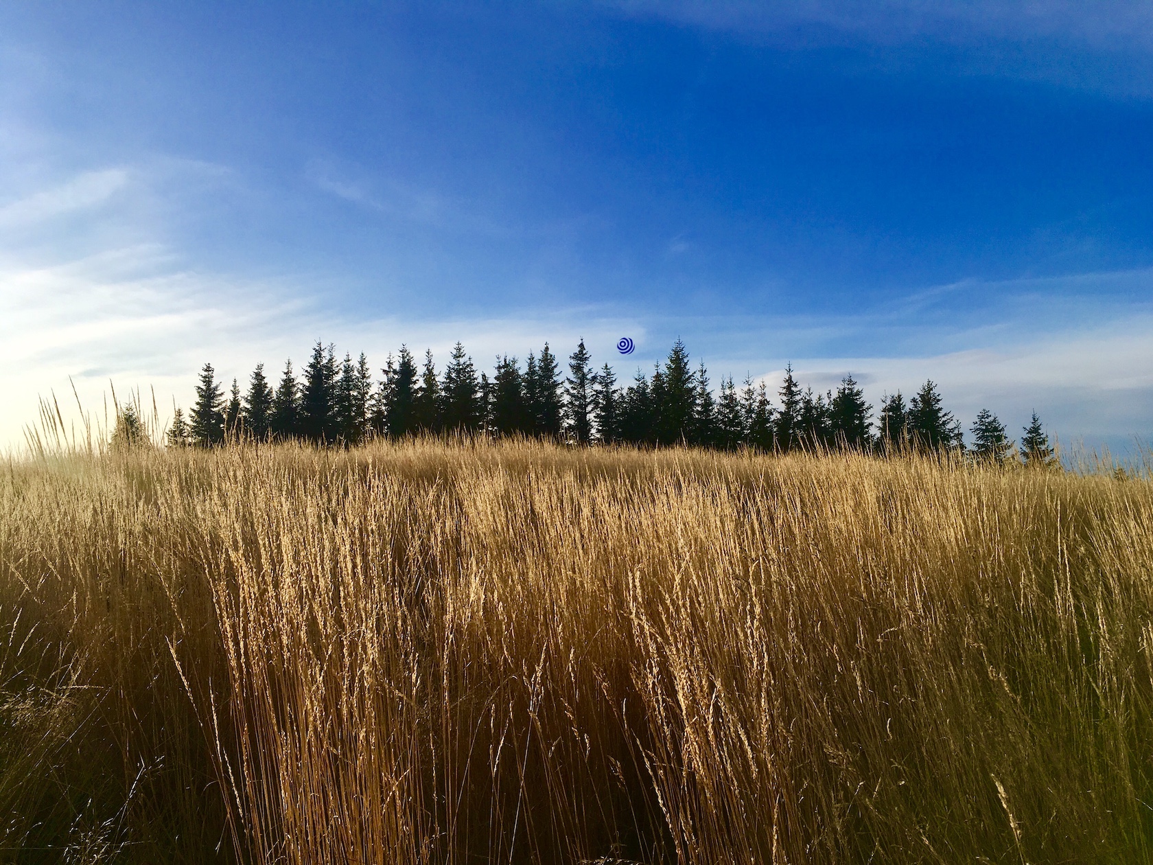 Golden straws under blue skies on Bjørgeberget