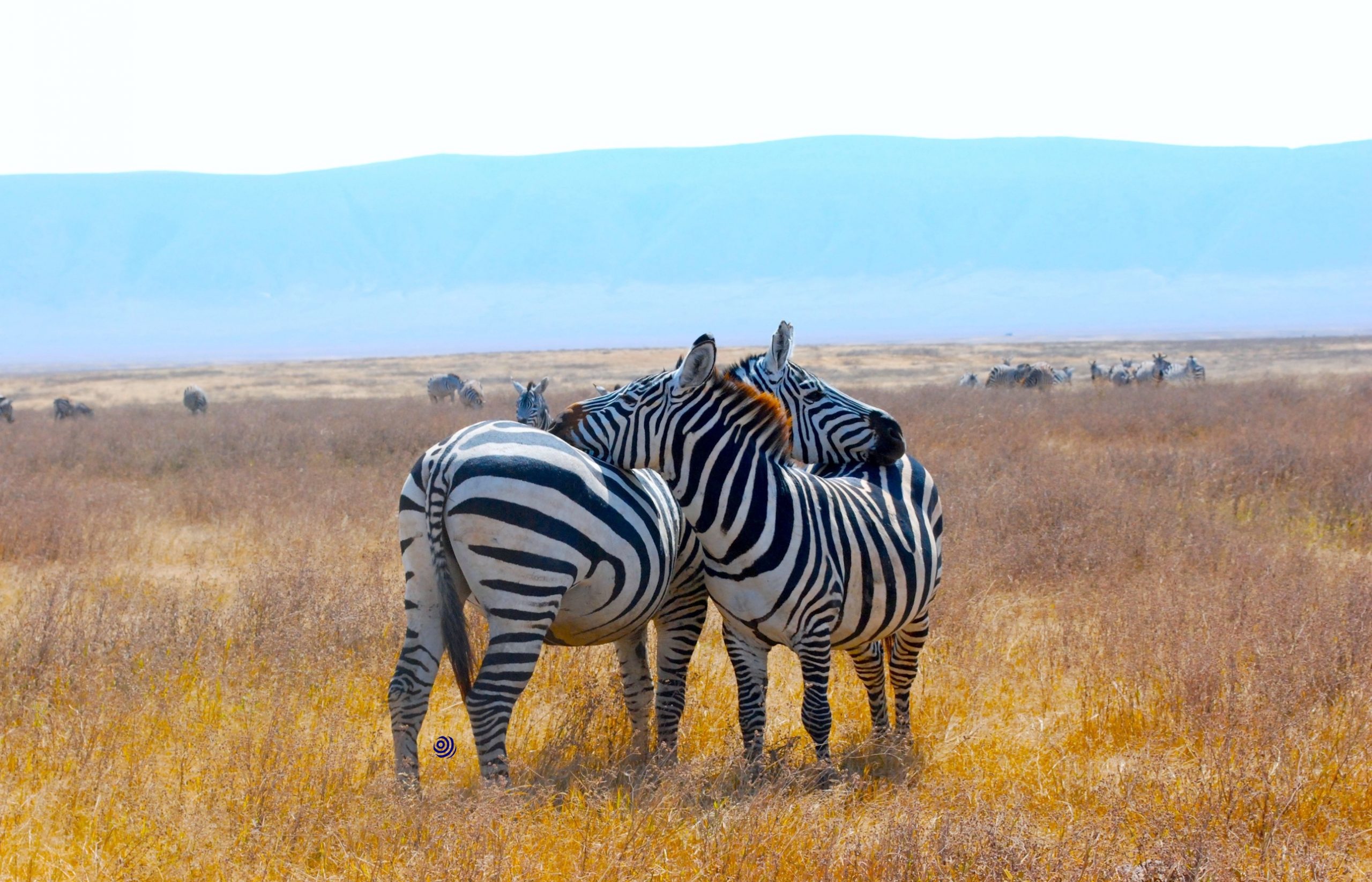 Two zebras resting their heads on each other's backs