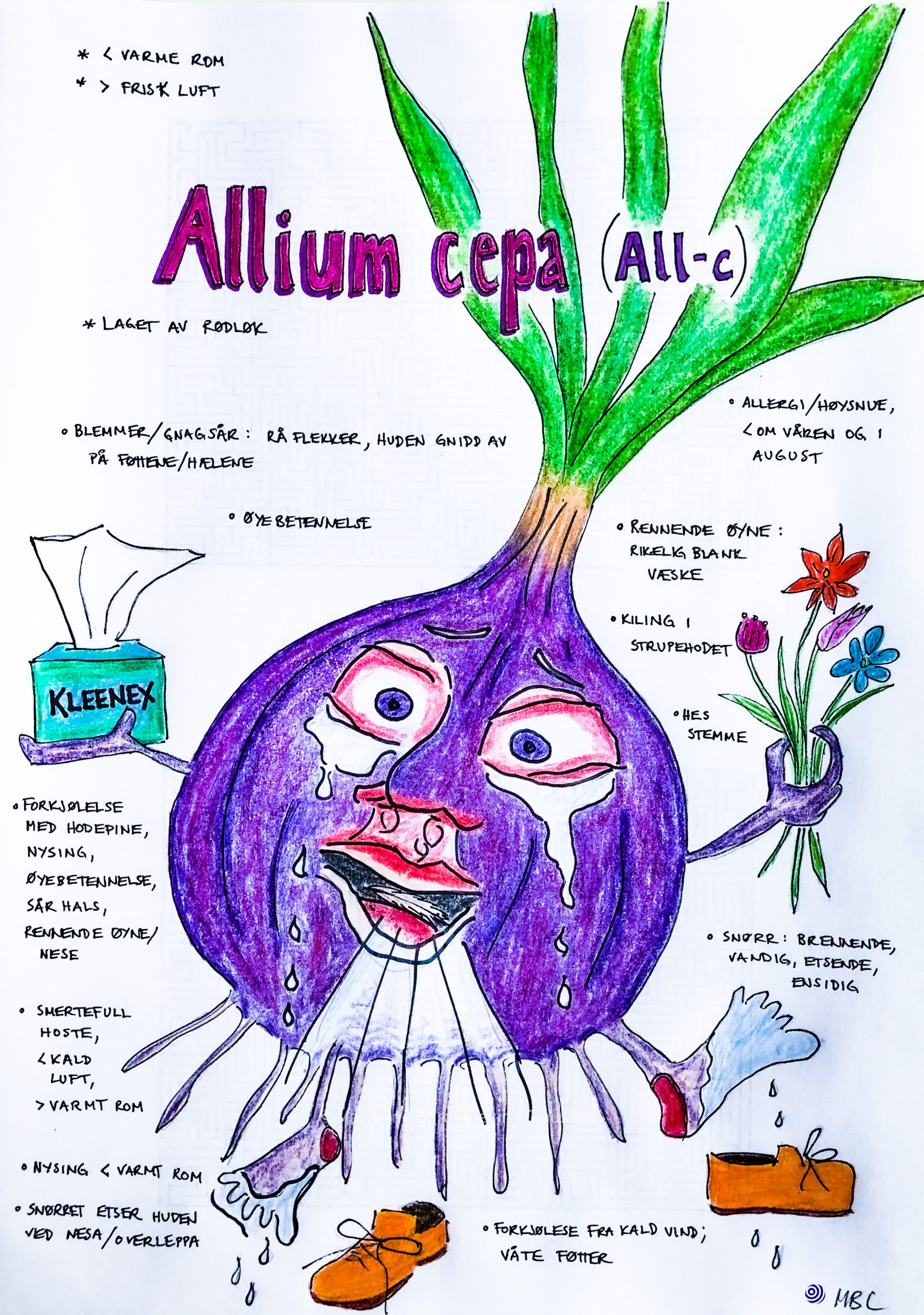 Illustration of the homoeopathic medicine Allium cepa, with key characteristics