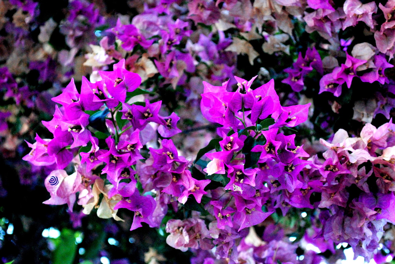 Bougainvillaea flowers