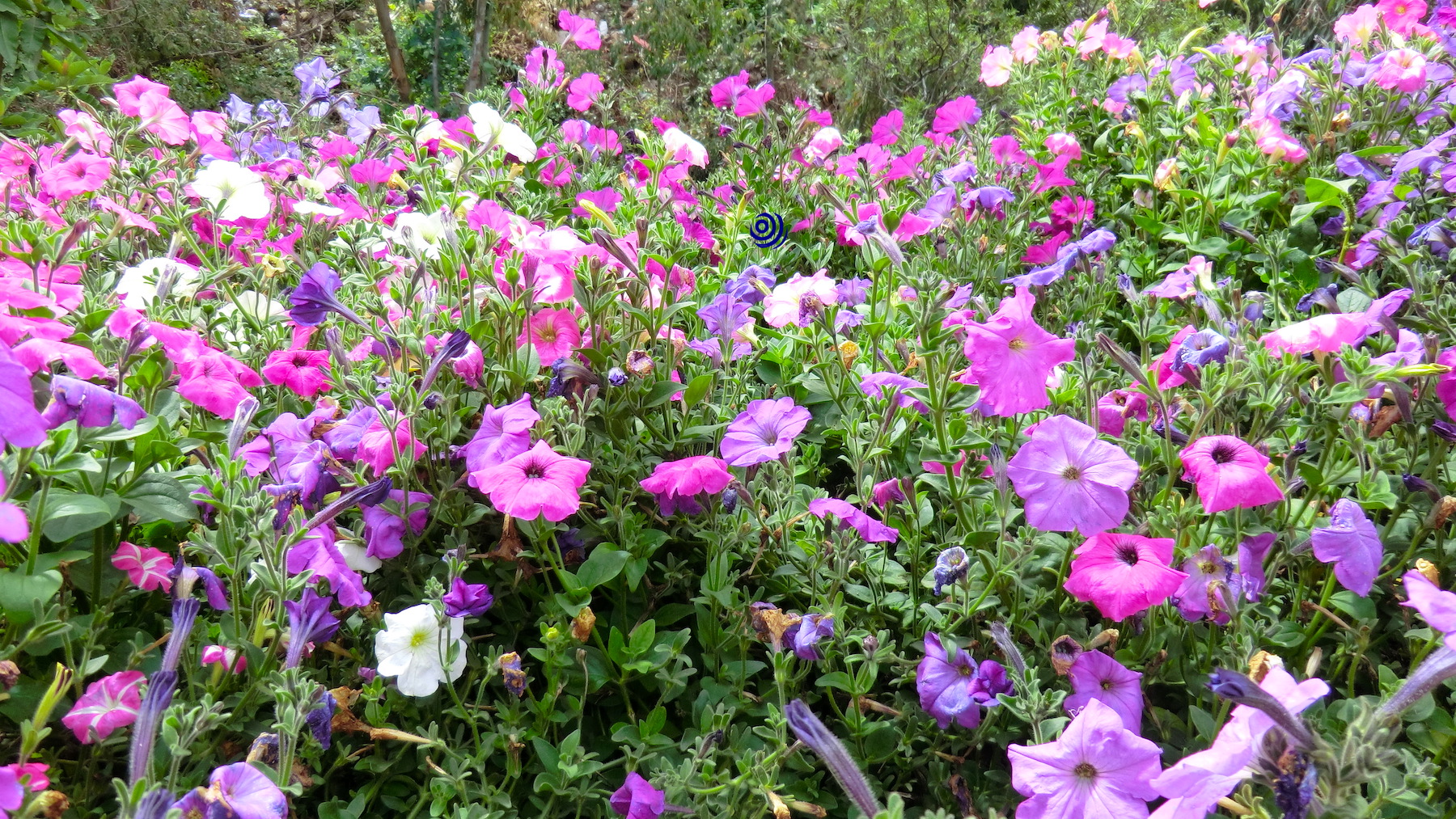 Purple flowers