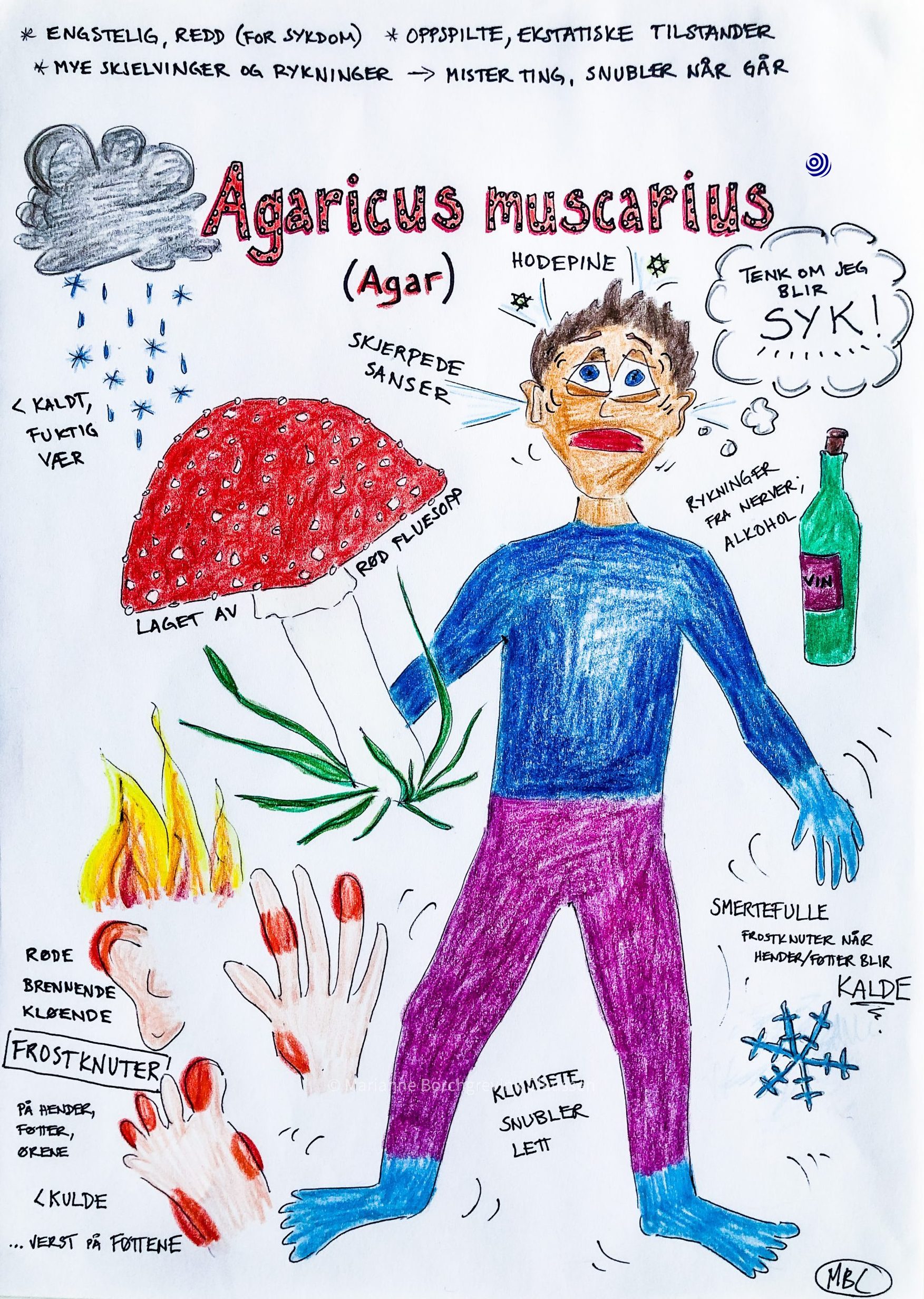 Illustration of the homeopathic remedy Agaricus muscarius with key characteristics