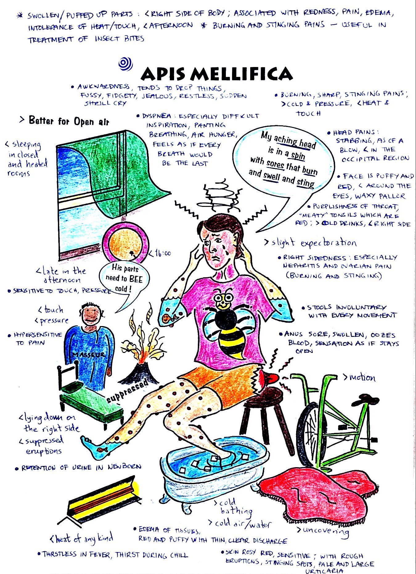 Illustration of the homoeopathic remedy Apis mellifica, with key characteristics