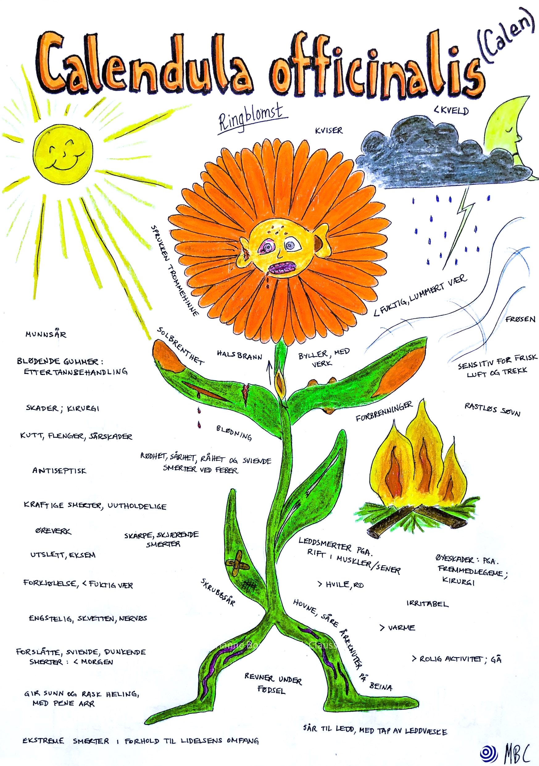 Illustration of the homoeopathic remedy Calendula officinalis, with key characteristics