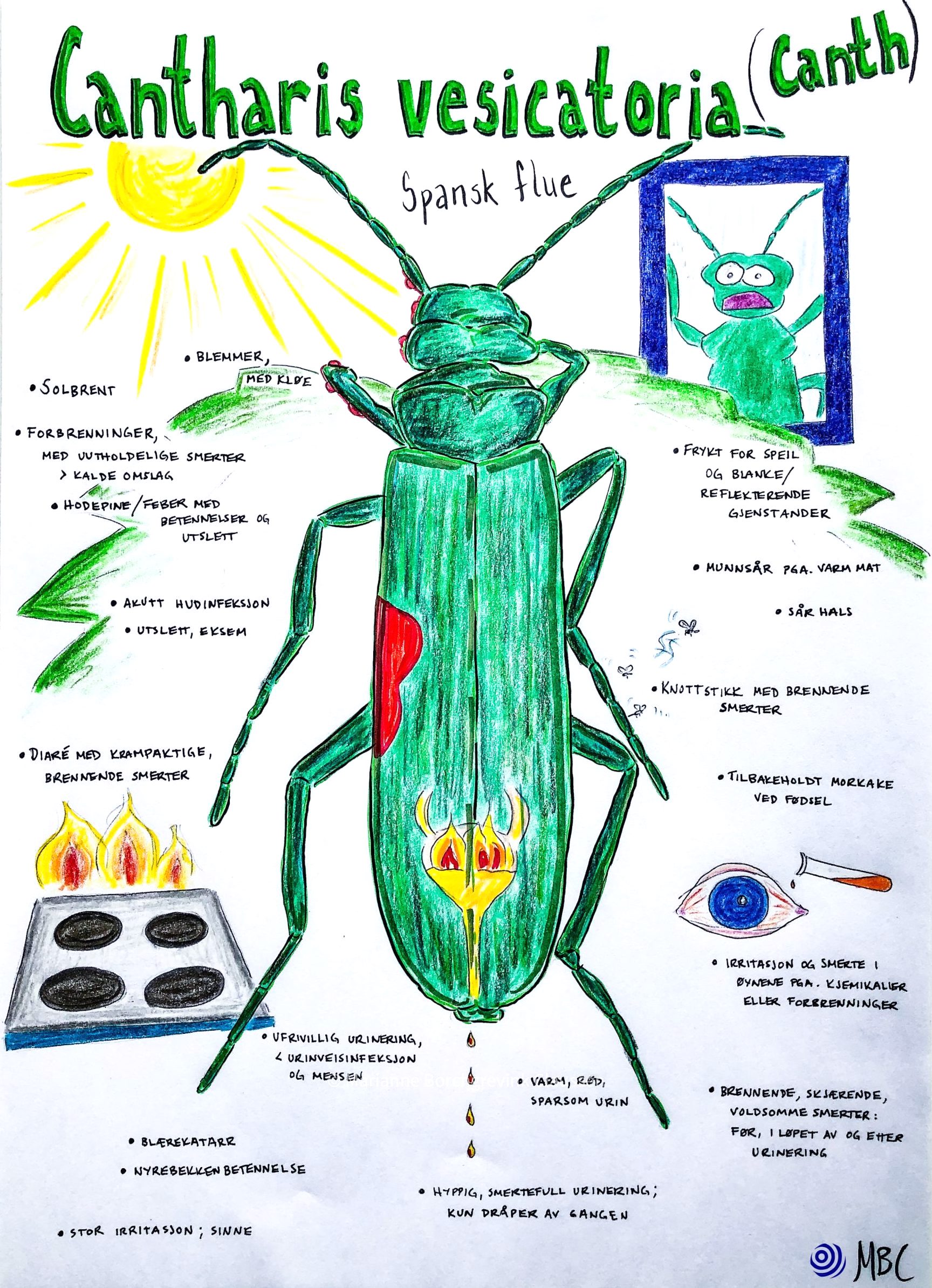 Illustration of the homoeopathic remedy Cantharis vesicatoria, with key characteristics