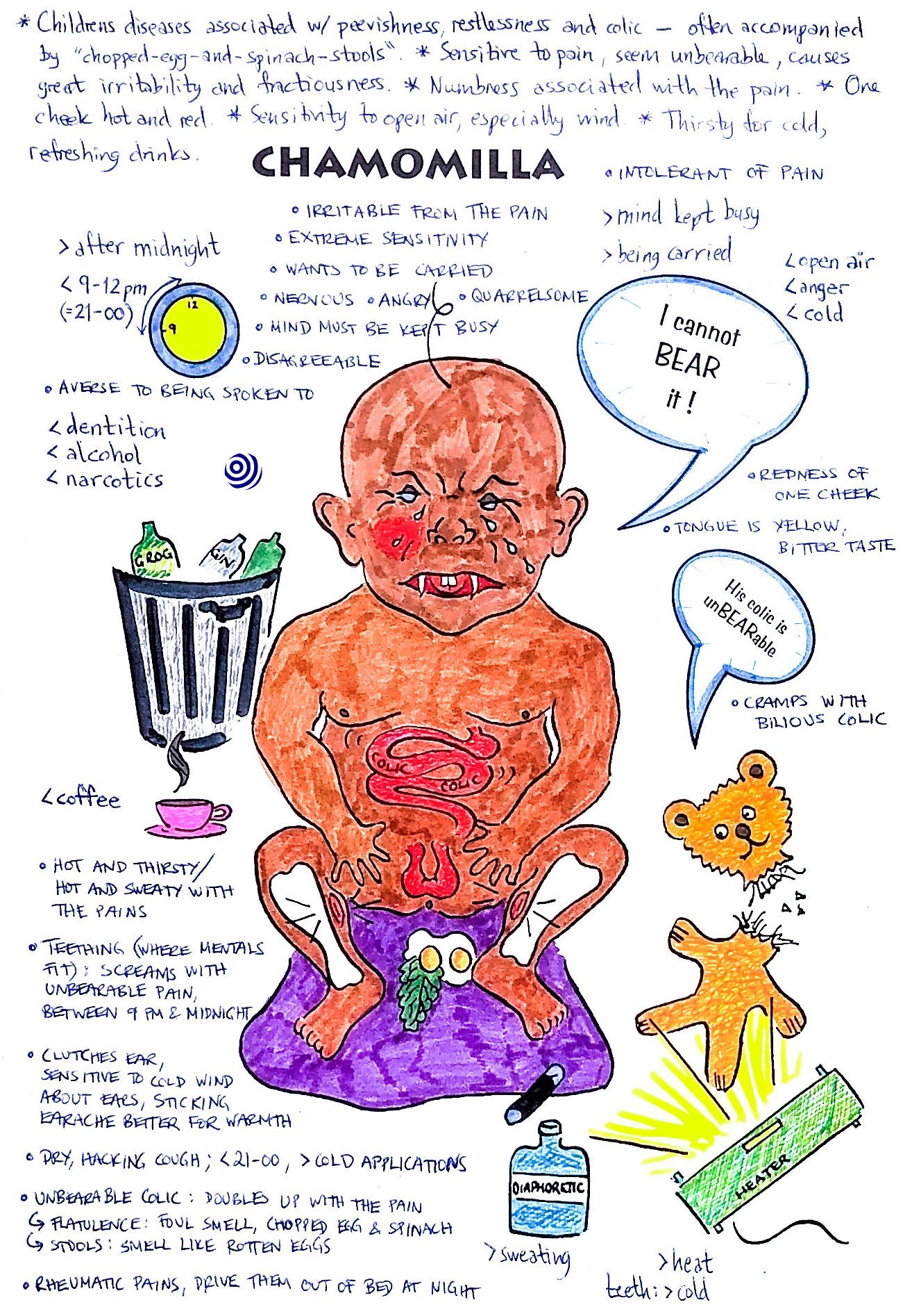 Illustration of the homoeopathic remedy Chamomilla vulgaris, with key characteristics