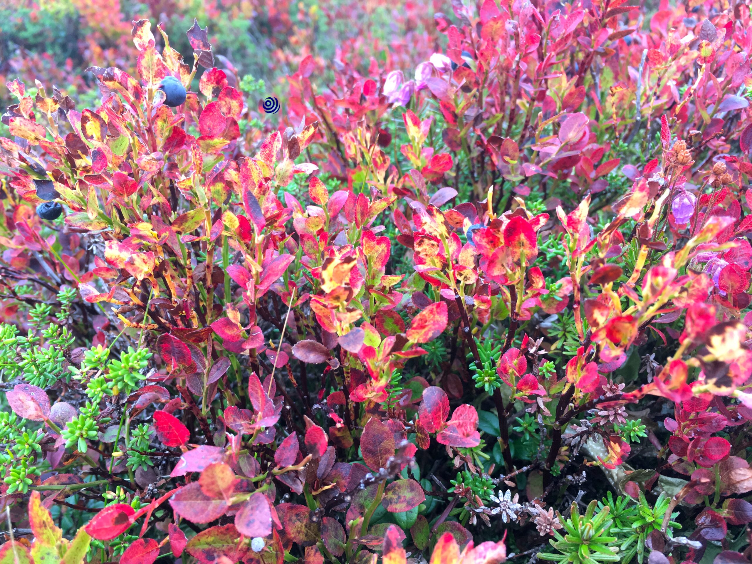 autumn colours in the Norwegian fauna, blueberries