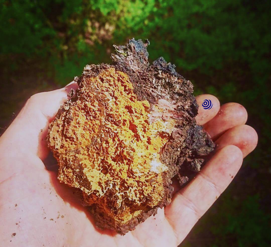 Lump of chaga we found in the woods